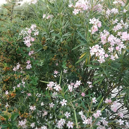 Tony & Apartamento Laganas